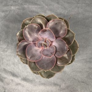 Echeveria Dusty Rose succulent in a 6-inch pot