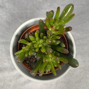 Hobbit Jade succulent in 6-inch pot with green foliage