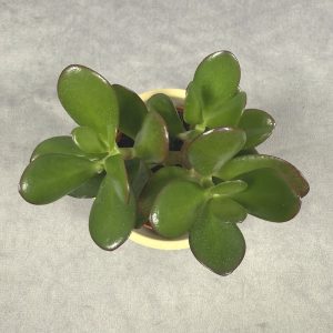 Jade plant in 6-inch pot with vibrant green foliage