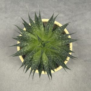 Lace Aloe succulent in 6-inch pot with colorful foliage