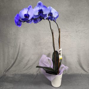 lavender orchid houseplant in 5 inch white pot