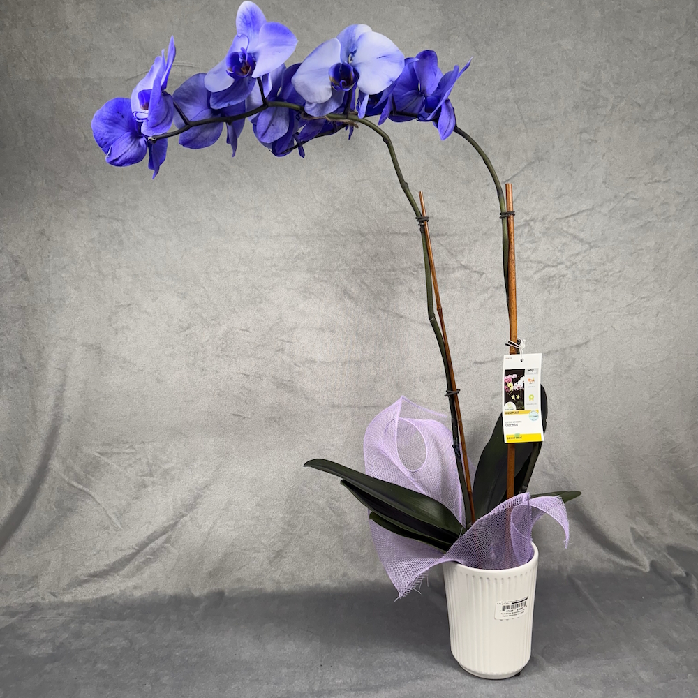 lavender orchid houseplant in 5 inch white pot