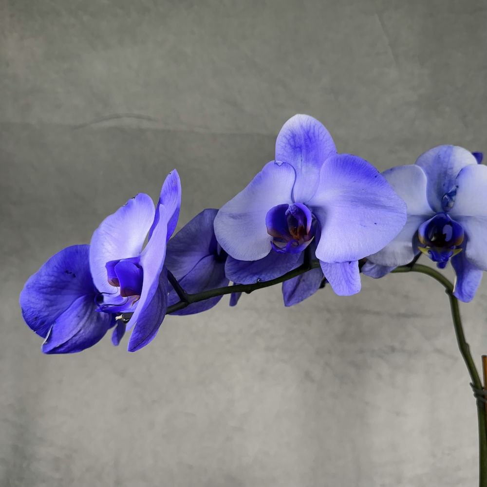 lavender orchid houseplant in 5 inch white pot