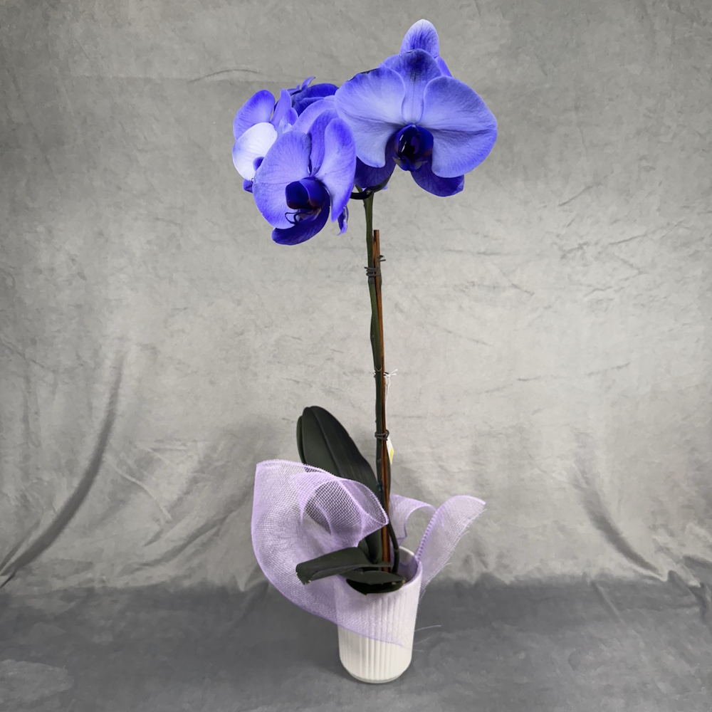 lavender orchid houseplant in 5 inch white pot