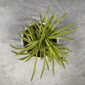 Peperomia Ferreyrae succulent in 6-inch pale sage pot with vibrant foliage