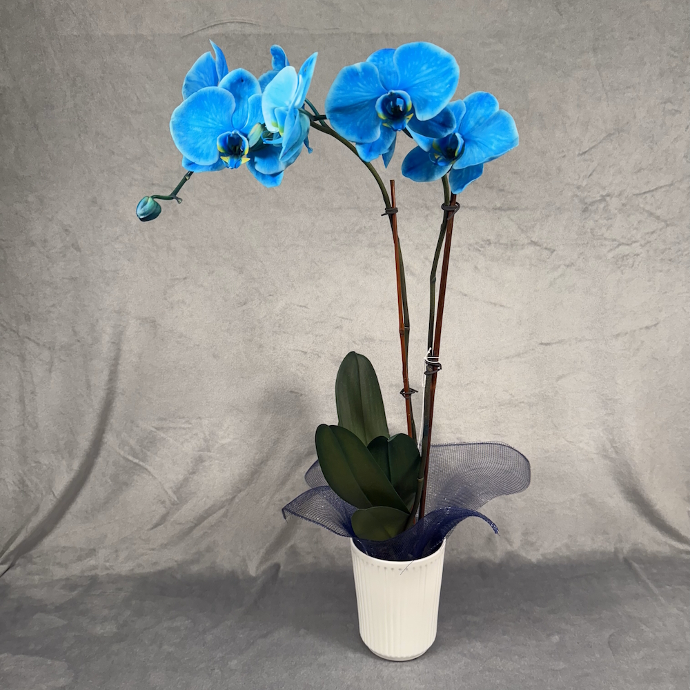 bright blue orchid houseplant in 5 inch white pot