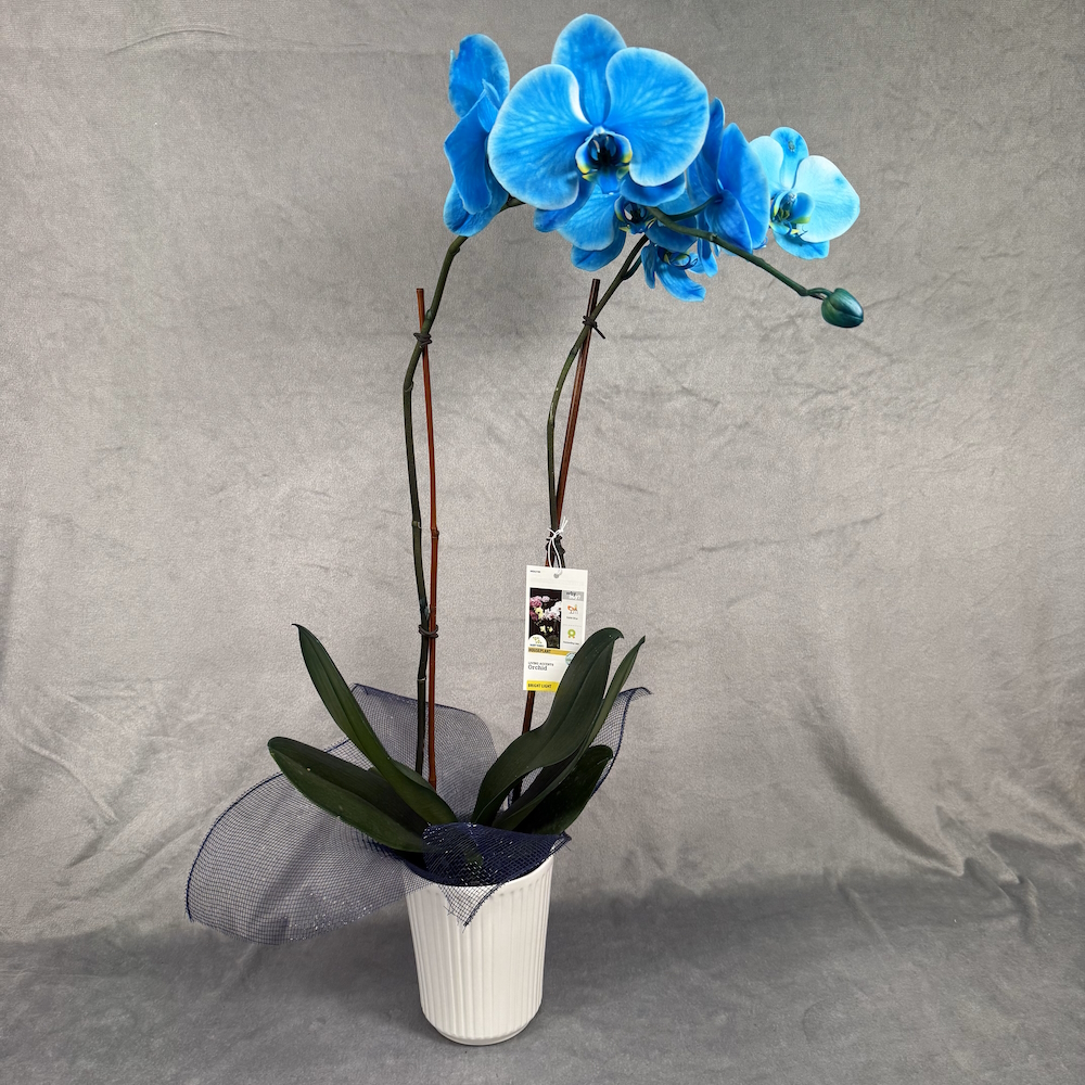bright blue orchid houseplant in 5 inch white pot
