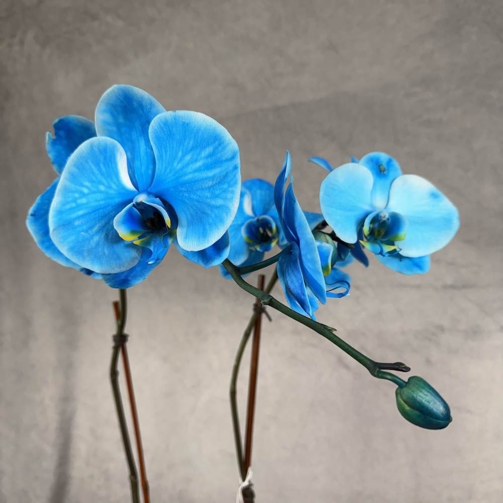 bright blue orchid houseplant in 5 inch white pot