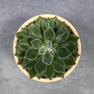 Echeveria Doris Taylor succulent in 6 inch pot