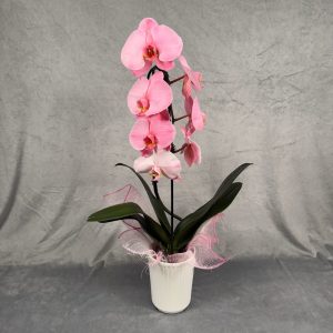 hot pink orchid houseplant in 5 inch white pot
