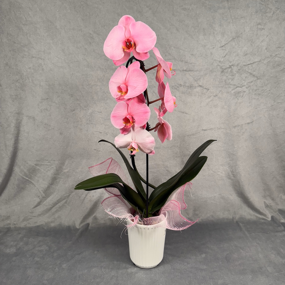 hot pink orchid houseplant in 5 inch white pot