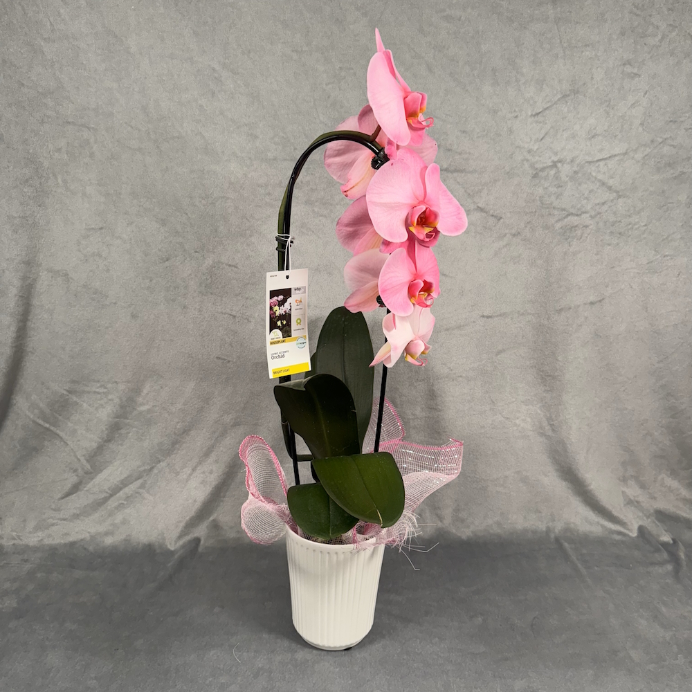 hot pink orchid houseplant in 5 inch white pot