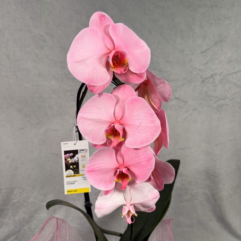 hot pink orchid houseplant in 5 inch white pot