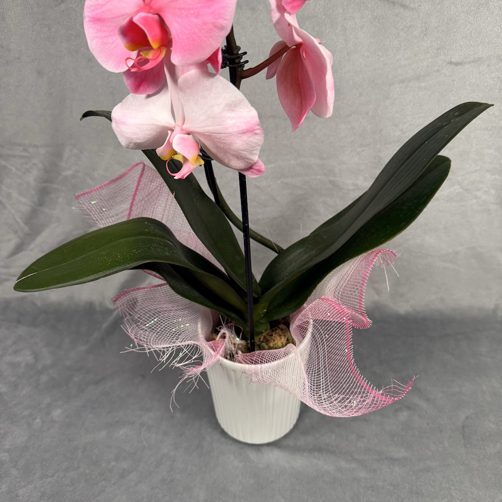 hot pink orchid houseplant in 5 inch white pot