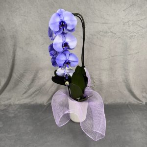 violet purple orchid houseplant in 5 inch white pot