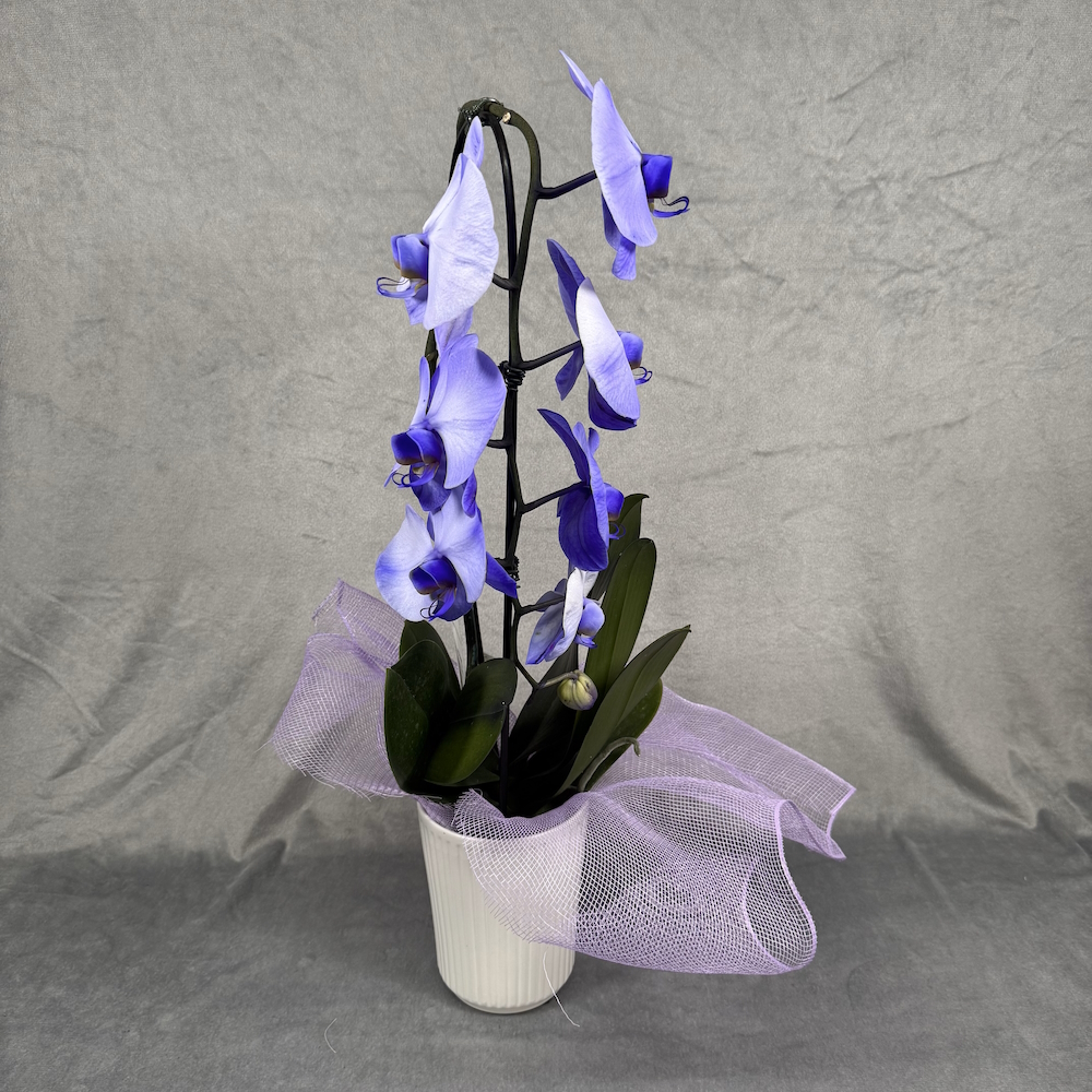 violet purple orchid houseplant in 5 inch white pot