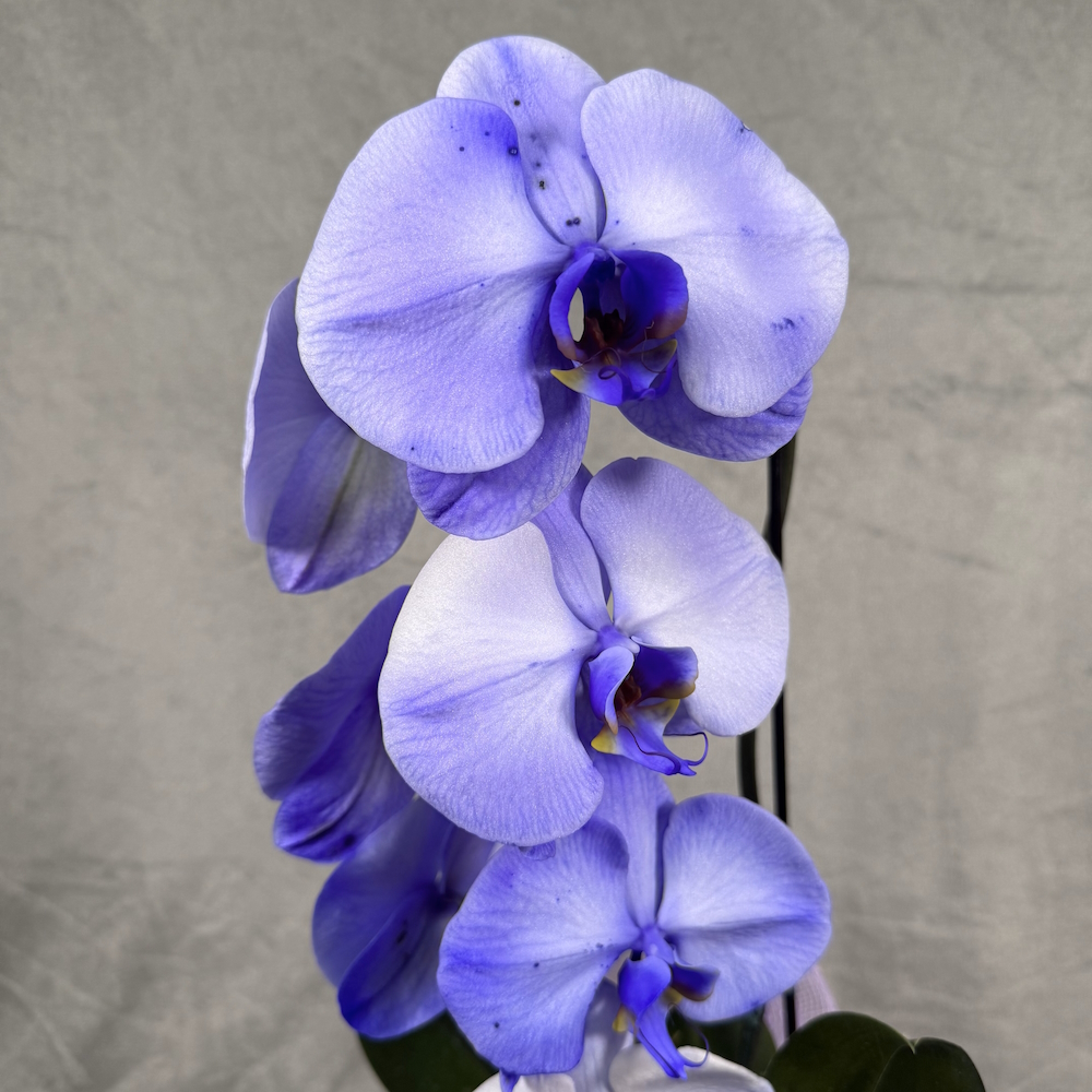 violet purple orchid houseplant in 5 inch white pot